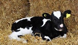 Cryptosporidiosis in calves